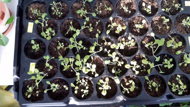 рассада на лоджии'мои растишки смотреть онлайн