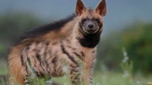 Медоед против Гиены. Кто победит гиена или медоед?