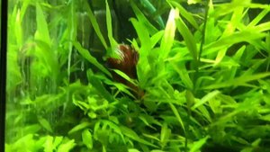 Мой 20-ти литровый аквариум - травник. Обзор маленького аквариума.