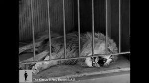 Чарли Чаплин в цирке