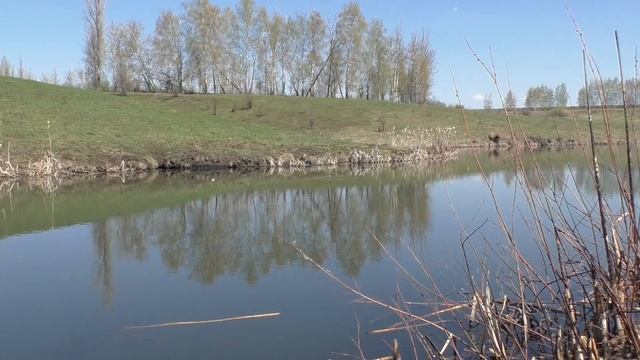 Красивое видео, природа зарисовки, пруд, озеро, вода ► пение птиц, релакс, медитация