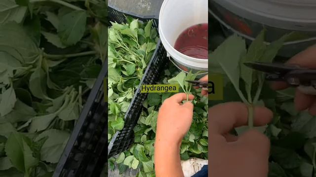 Hydrangea Cuttings Techniques #satisfying #short