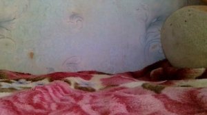 Как сделать поводок для кота