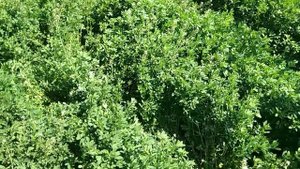 А ты засеял люцерну??//Люцерна//Незаменимая в хозяйстве трава