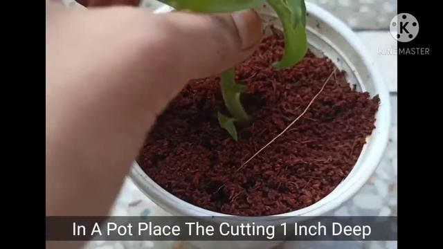 HOW TO GROW PETUNIA FROM CUTTING 💯% SUCCESSFUL REFULT смотреть онлайн