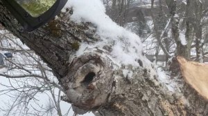 Views from Aloft: CODIT on acer saccharinum (Silver Maple).