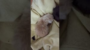 Проблемное дыхание рыжего котёнка в сравнении с нормальным дыханием серого. Готовлюсь к худшему...