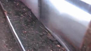 Как заработать на зеленом луке. Часть 2 - выращивание в теплице.