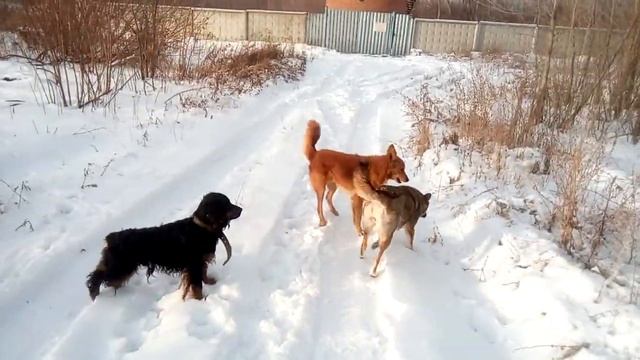 К собаке Маньки пристали кабели!
