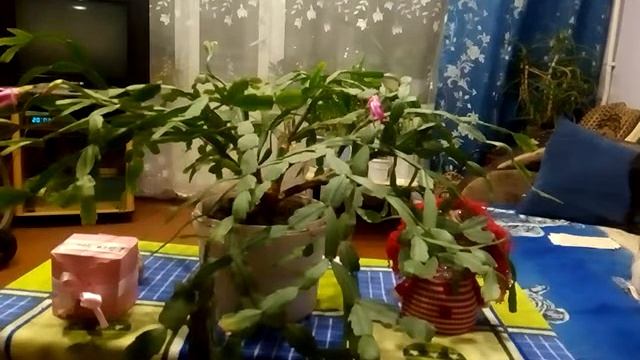 Заговор от мастопатии