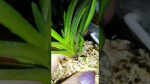 Осваиваю японскую посадку на кочку, неофинетии, сидерея Шима, V. tricolor, Ph.celebensis