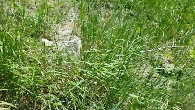 Посадка Каштана(Конского) АР Крым г.Севастополь 2021г. смотреть онлайн