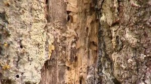 Короед-типограф поражает ели.