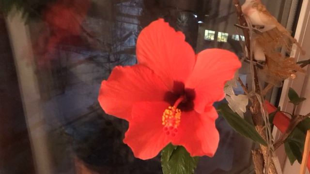 Как распускается цветок смотреть онлайн