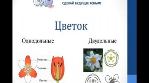 Биология. Объяснение темы "Классы цветковых растений: Однодольные и Двудольные"