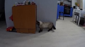 ?ШОК! МЫШЬ В КВАРТИРЕ! КОШКА ПОЙМАЛА ПОДВАЛЬНУЮ МЫШКУ В КВАРТИРЕ...