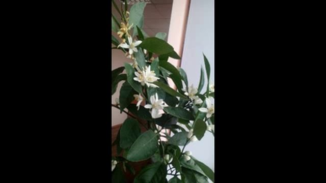 мандариновое дерево дома смотреть онлайн