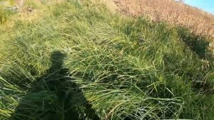 Охота в Астрахани с ружья IMPALA PLUS