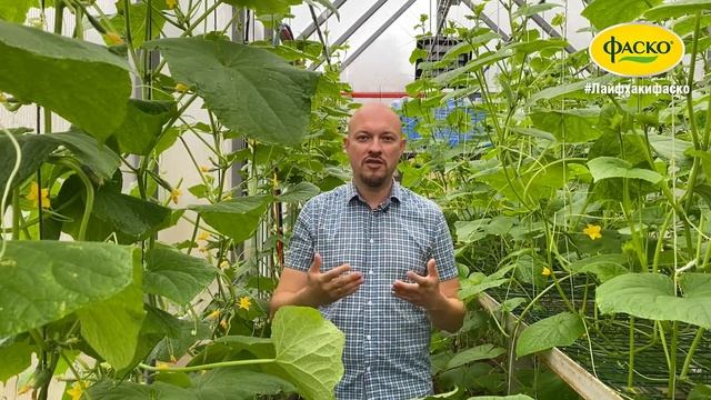 SOS! Почему опадают завязи огурца и как с этим бороться смотреть онлайн