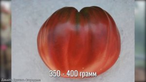 Лучшие крупноплодные томаты ! Огромные помидоры. #томат #помидор #сорт #семена