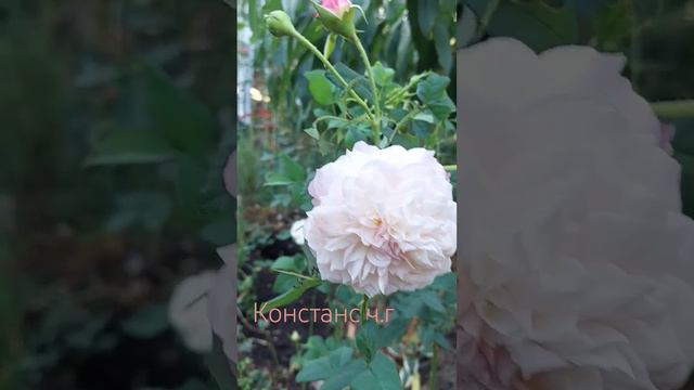 Роза Констанц чайно гибридная.