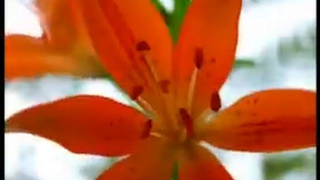 Euflorie. Поющие цветы. смотреть онлайн