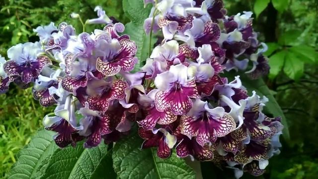 Невероятное цветение на подоконнике. Стрептокарпус Harlequin Lace