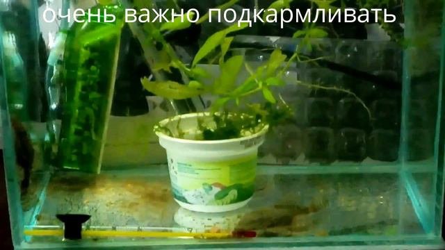 Сом анцитрус ,уход и содержание