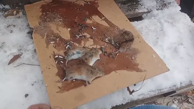 Борьба с грызунами - ВЕРЬ МНЕ! Этот способ избавит от грызунов в 3 дня