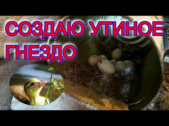 УТИНОЕ ЯЙЦО подкладываю в ГНЕЗДО сколько их у меня