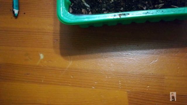 Как ПОСАДИТЬ ЗЕМЛЯНИКУ из семян?РЕМОНТАНТНАЯ крупноплодная ИСКУШЕНИЕ F1,Медовый вкус F1/Обзор СЕМЯН смотреть онлайн