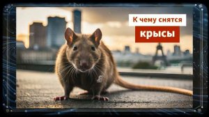 крыса во сне - к чему снится крыса