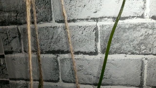 Венерина мухоловка, цветение