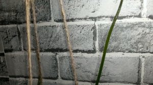 Венерина мухоловка, цветение