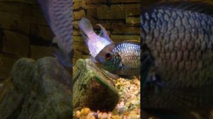 Нерест Нанакара Неон Блю