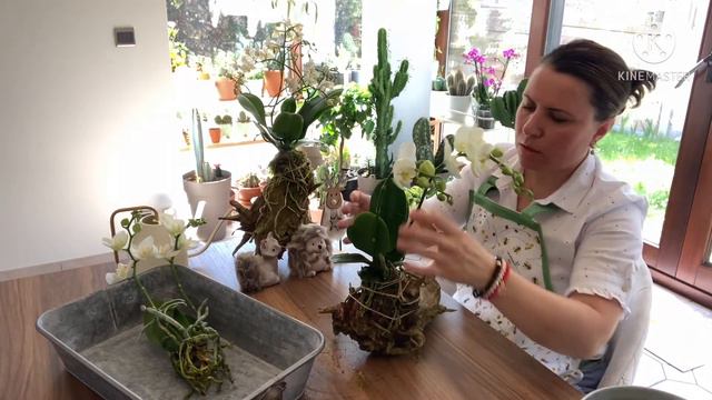 Agaç kütüklere orkide dizaynı смотреть онлайн