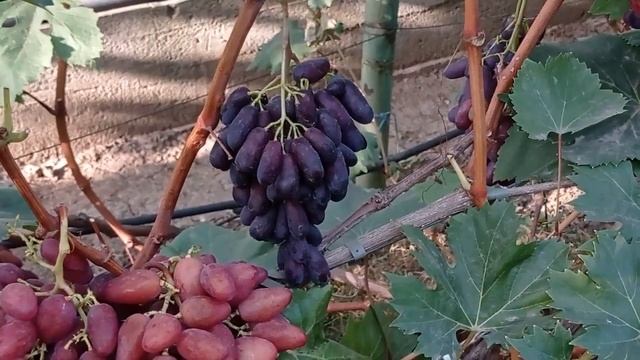 @Виноград Красава  Новый виноград