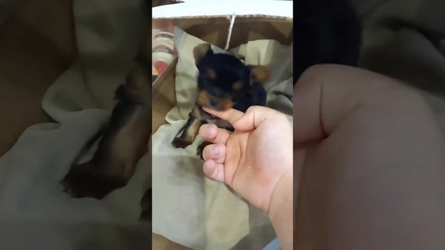 автор с ела описание смотреть онлайн