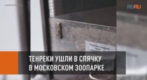 В зоопарке ушли в спячку тенреки, или мадагаскарские ежики