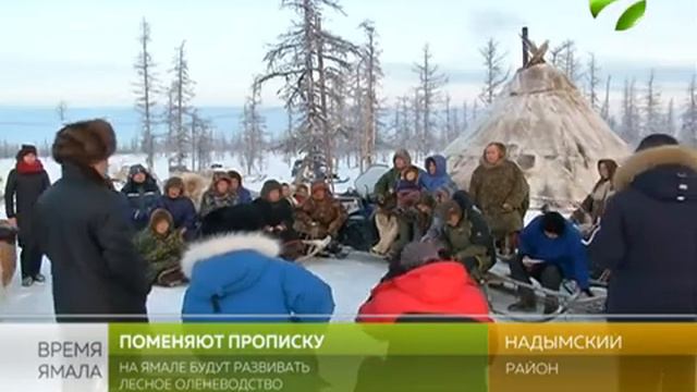 На Ямале будут развивать лесное оленеводство