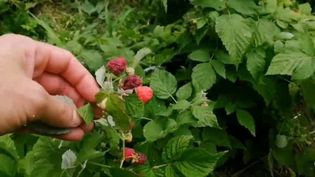 Малинка созрела, можно собирать. смотреть онлайн
