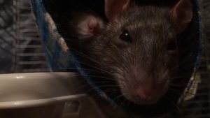 Крыса воркует