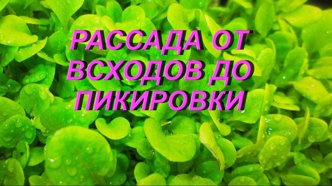 ДНЕВНИК ТАБАКОВОДА  62  От всходов до пикировки 16.03.  ТАБАК