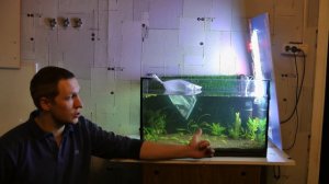 Забрали подарок, Сом Таракатум (Hoplosternum thoracatum). Заселяем в аквариум