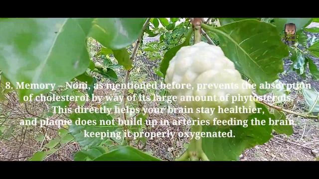 10 Amazing Benefits of Noni fruits