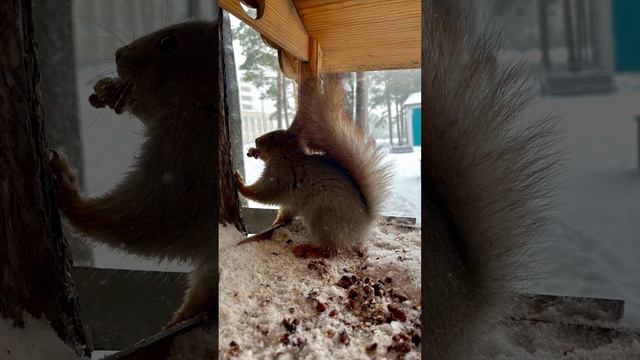 Белка зимой смотреть онлайн