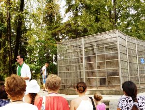 Сухумский обезьяний питомник (фрагмент экскурсии)