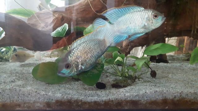 Nannacara sp. Neon Blue - Akara neon blu смотреть онлайн