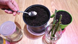 Самый простой и быстрый способ размножить розы дома черенками в ноябре декабре. Приживаемость 100%.