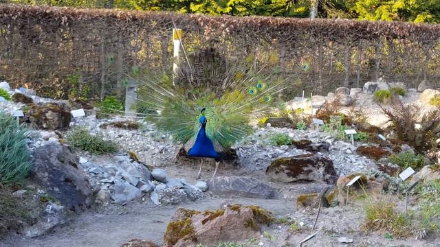 Павлин распускает хвост. Супер красиво .!!! смотреть онлайн